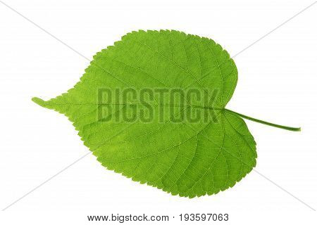 Linden leaf isolated against white background (Tilia)