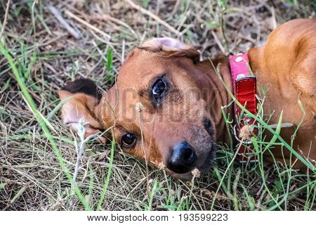 A beautiful dachshund puppy dog sitting at summer
