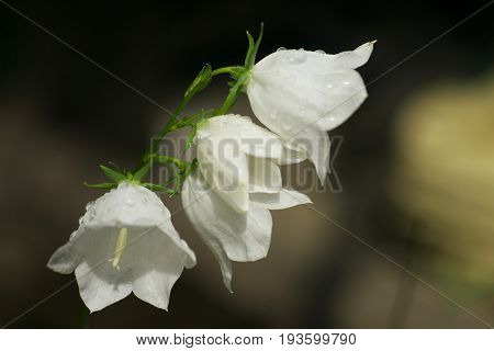 White Campanula flower Macro with dew drops closeup white bellflower.
