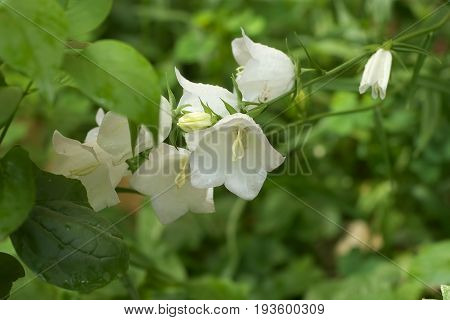 White Campanula flower Macro with dew drops closeup white bellflower.
