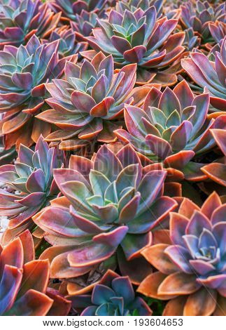 Beautiful succulent plants echeveria succulents arranged on the ground