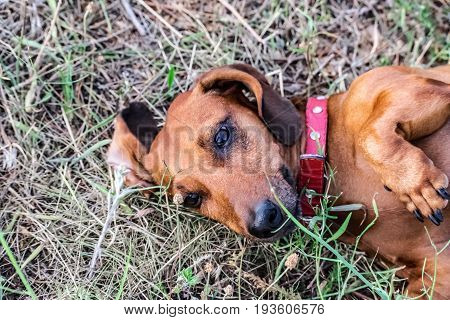 A cute dachshund lying on its back down on outside