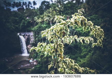 Waterfall deep in the tropical rain forest of Ubud, trpical Bali island.