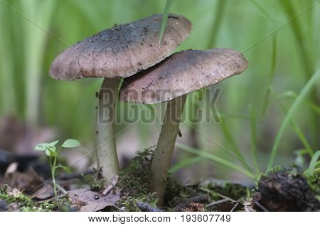 Deer Mushroom (Pluteus cervinus) in a grass close up