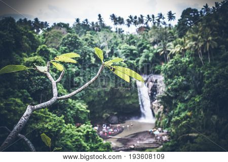 Waterfall deep in the tropical rain forest of Ubud, trpical Bali island.