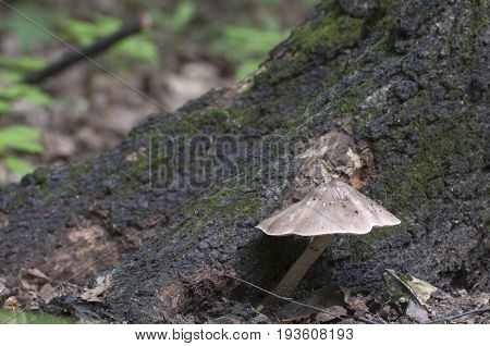Deer Mushroom (Pluteus cervinus) near a birch tree stump