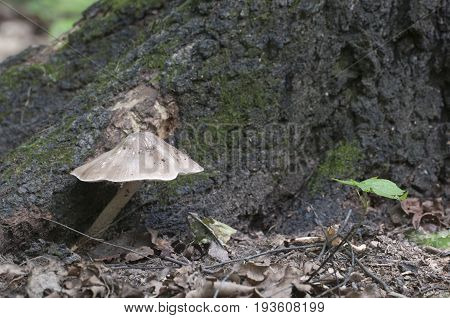 Deer Mushroom (Pluteus cervinus) near a birch tree stump