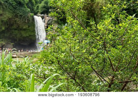 Waterfall deep in the tropical rain forest of Ubud, trpical Bali island.
