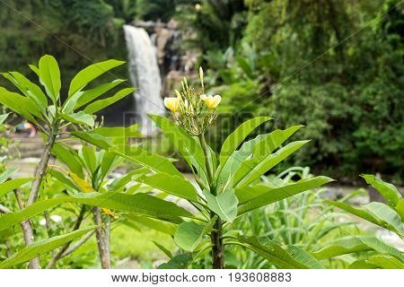 Waterfall deep in the tropical rain forest of Ubud, trpical Bali island.