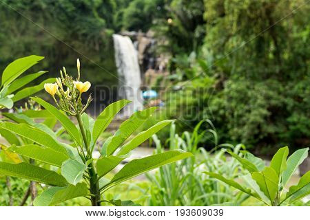 Waterfall deep in the tropical rain forest of Ubud, trpical Bali island.