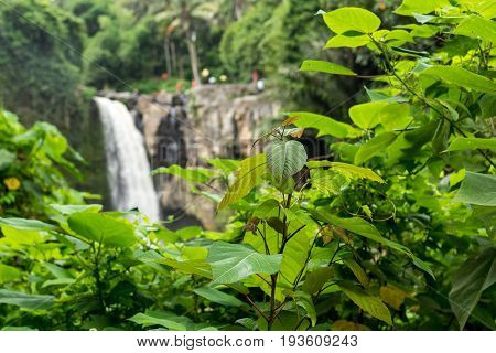 Waterfall deep in the tropical rain forest of Ubud, trpical Bali island.