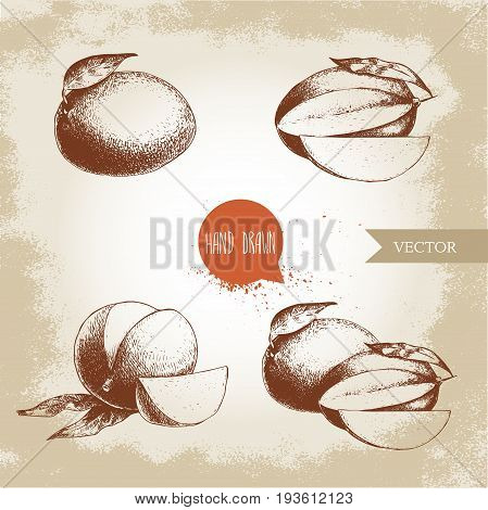 Hand drawn mango fruits set with leafs and mango slices. Sketch style vector fruit illustration on rough old background. Eco food.