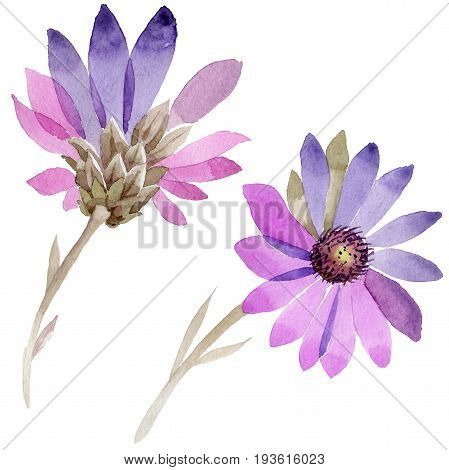 Wildflower immortelle flower in a watercolor style isolated. Full name of the plant: immortelle. Aquarelle wild flower for background, texture, wrapper pattern, frame or border.