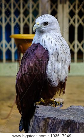 Eagle standing on the wood at old house in Bangkok Thailand.