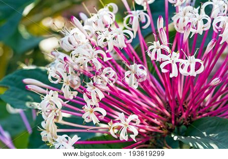 Quezonla flower - sicentific name is 