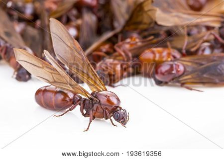 Subterranean ant (Scientific Name is 