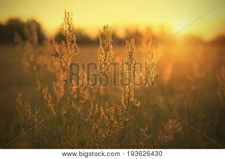 Sorrel seed in the field at sunset