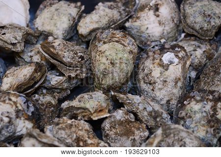 Fresh Opened Oysters In Market As Background