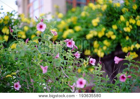 Yellow Allamanda flower Bush with Purple Allamanda flower Bush in background