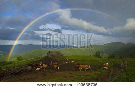 Rainbow over cow farm in green mountains.