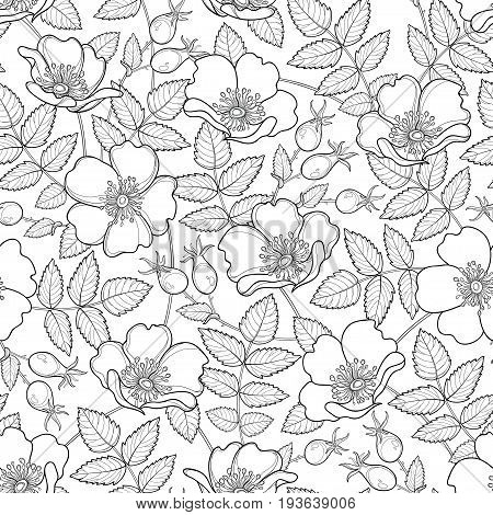 Vector seamless pattern with outline Dog rose or Rosa canina. Flower, hips and leaves on the white background. Rosehip pattern in contour style for summer design, medicine, homeopathy, coloring book.