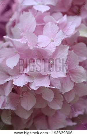 Close up of hydrange pink flowers in summer