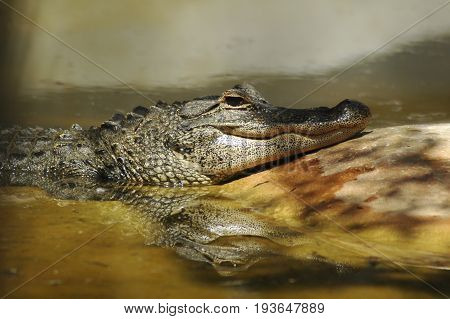 Alligator in Everglades National Park, Miami, USA