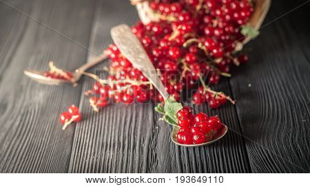 Red Current Berry In Silver Spoon