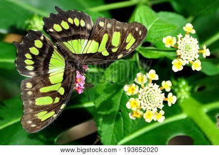 A pretty Malachite butterfly lands on a flower in the gardens for a bite to eat.