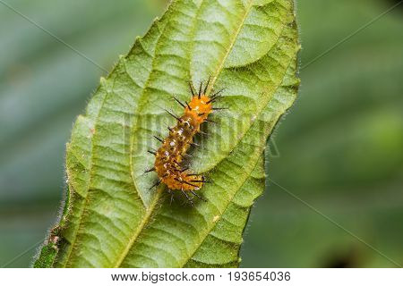 Rustic (cupha Erymanthis) Caterpillar