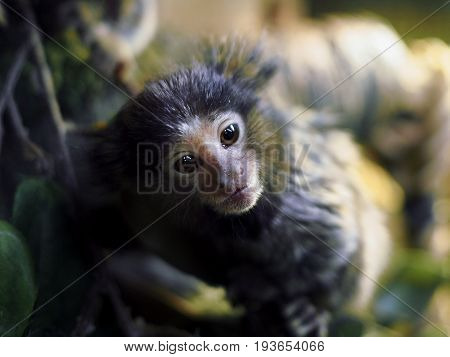 A gray monkey with brown eyes sits on a thick branch