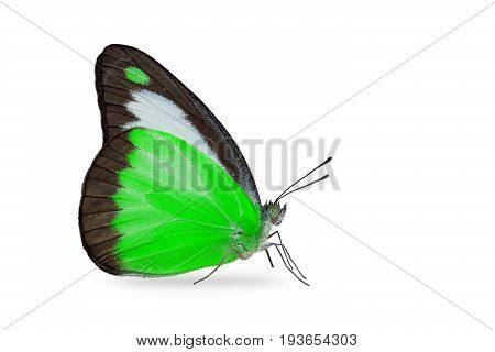 Chocolate Albatross (appias Lyncida) Butterfly