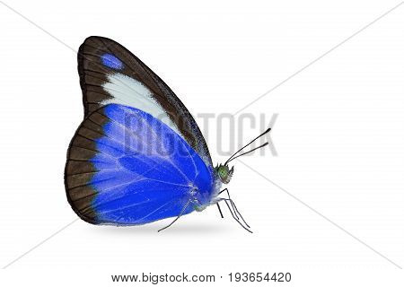 Chocolate Albatross (appias Lyncida) Butterfly