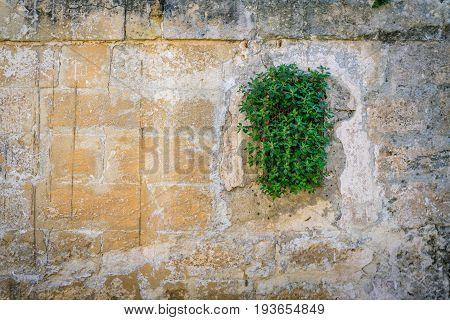 Aged tiled stone wall with green creeper plant with copy space as background.