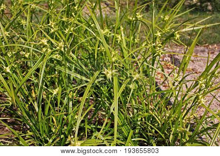 Carex grayi. Gray sedge grows best in moist fertile soil in full sun
