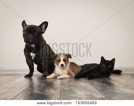 Adult dog puppy and cat on the floor