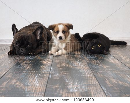 Adult dog puppy and cat lying on the floor