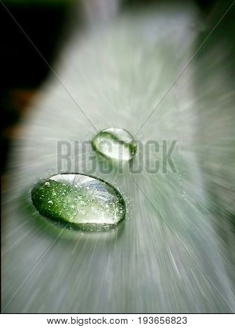 race of two drops of water on a leaf of Yucca