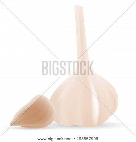 Vector Realistic Colorful Illustration Of Garlic Isolated On A White Background. Realistic Vector Illustration.