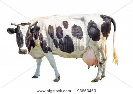 Black and white cow with a large udder isolated on white background. Spotted funny cow full length isolated on white. Farm animals