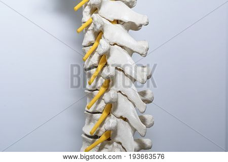 Human spinal column isolated on white textured background