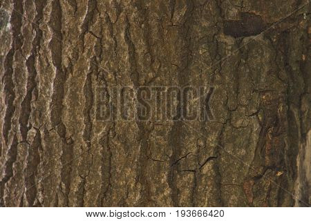 Background texture of tree bark. Skin the bark of a tree that traces cracking