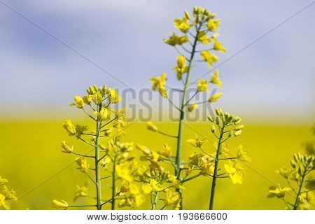 Rapeseed (Brassica napus) also known as rape oilseed rape rapa rappi rapaseed. Field of bright yellow rapeseed in summer