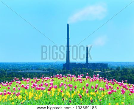 flower bed of different tulips and factory chimney with pollution of environment by industry on the background