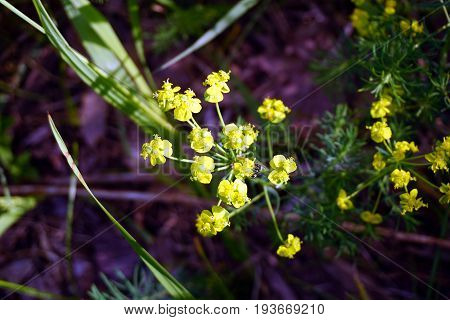 Wintercress flowers (Barbarea vulgaris) bloom in Spring Lake Park, between Harbor Springs and Petoskey, Michigan, during June.