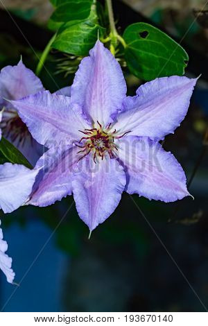 close up of purple Clematis Jackmanii flower portrit