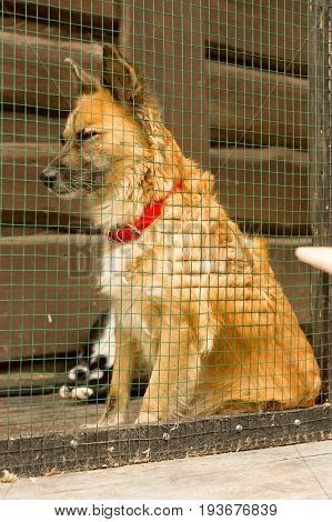Unhappy homeless dog in dog shelter . Grid.