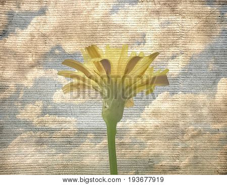 Flower Over Blue Sky Grunge Background