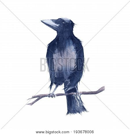 Black Raven. Isolated on white background. Watercolor illustration