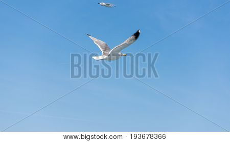 Seagull ( sea mew ) flying around the ferry boat to greek island Thasos